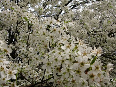 trees that have white blooms.